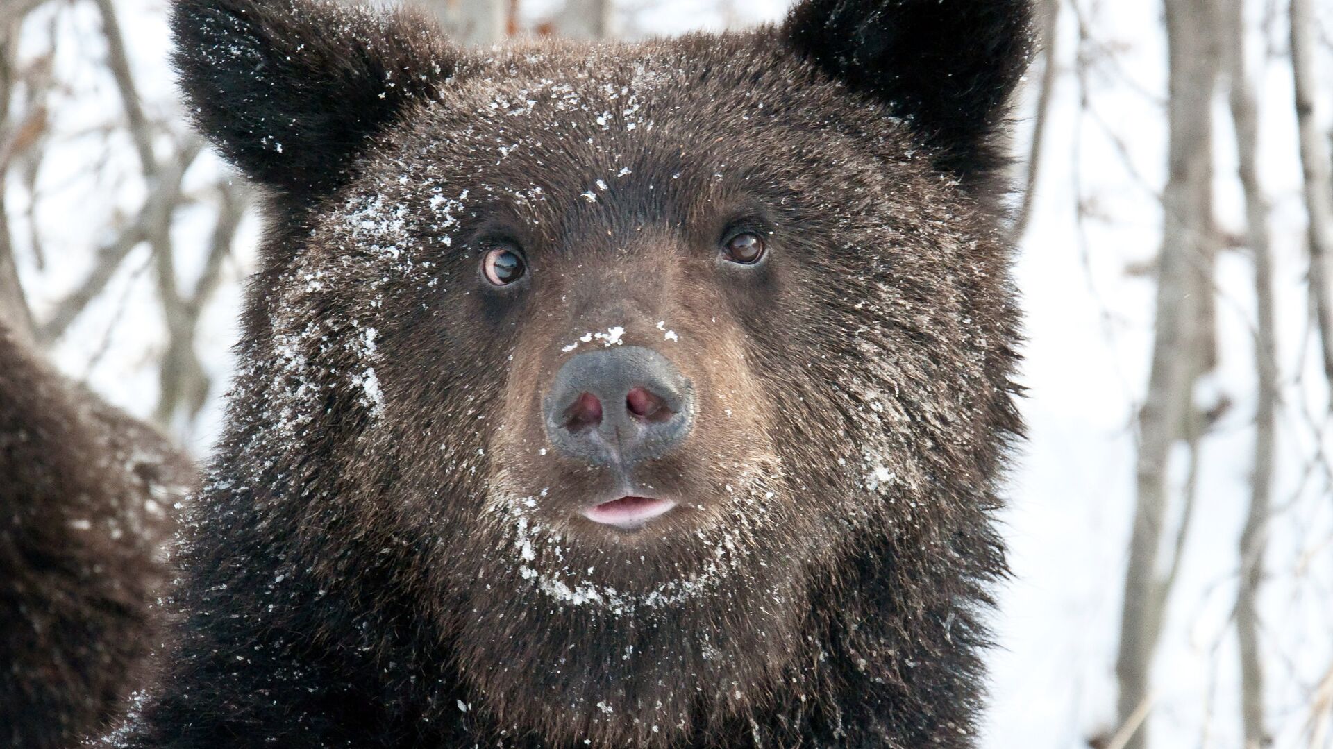 Бурый медведь, архивное фото - Sputnik Беларусь, 1920, 05.12.2022