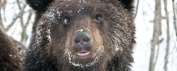 Бурый медведь, архивное фото Бурый медведь, архивное фото - Sputnik Беларусь