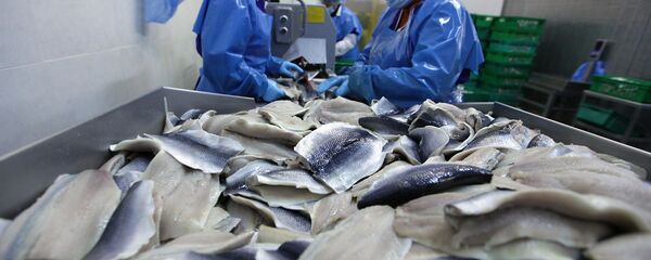 Работницы сортируют продукцию - Sputnik Беларусь