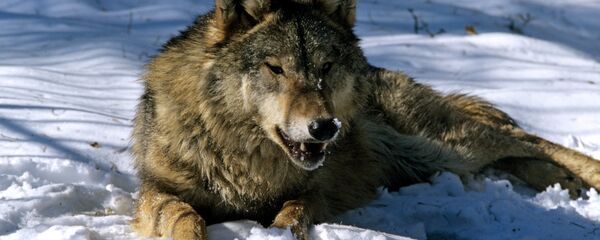 Волк - Sputnik Беларусь