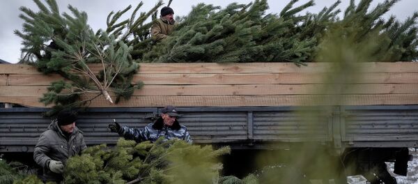 Нарыхтоўка елак Нарыхтоўка елак - Sputnik Беларусь