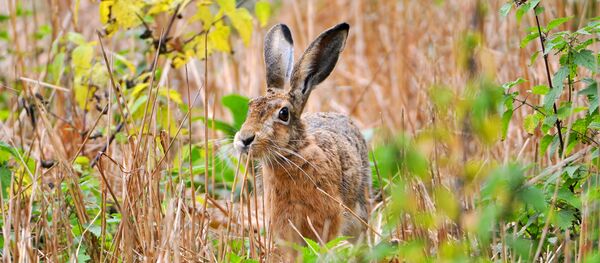 Заяц - Sputnik Беларусь
