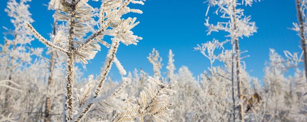 Зима в лесу - Sputnik Беларусь