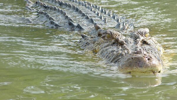 Крокодил в Австралии - Sputnik Беларусь