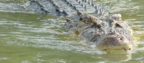 Крокодил в Австралии - Sputnik Беларусь