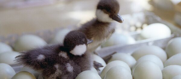 Птинец утки-гоголя Птинец утки-гоголя - Sputnik Беларусь