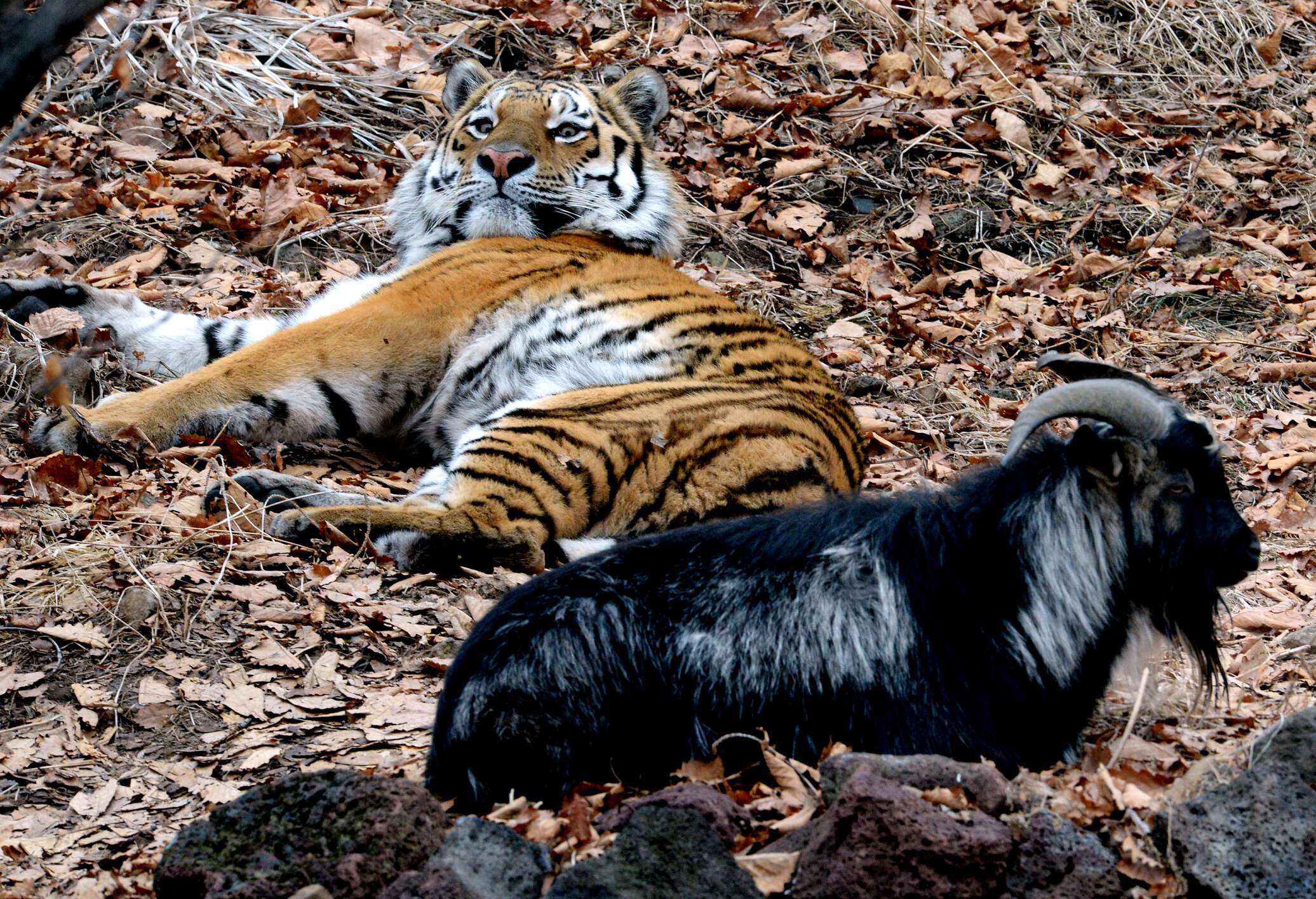 Фотки мурздей. Дружба тигра Амура и козла Тимура.