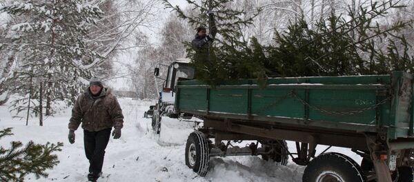 Заготовка новогодних елок - Sputnik Беларусь
