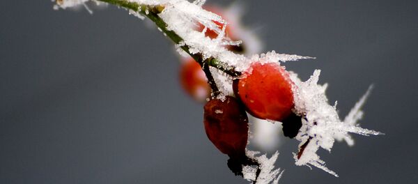 Иней - Sputnik Беларусь