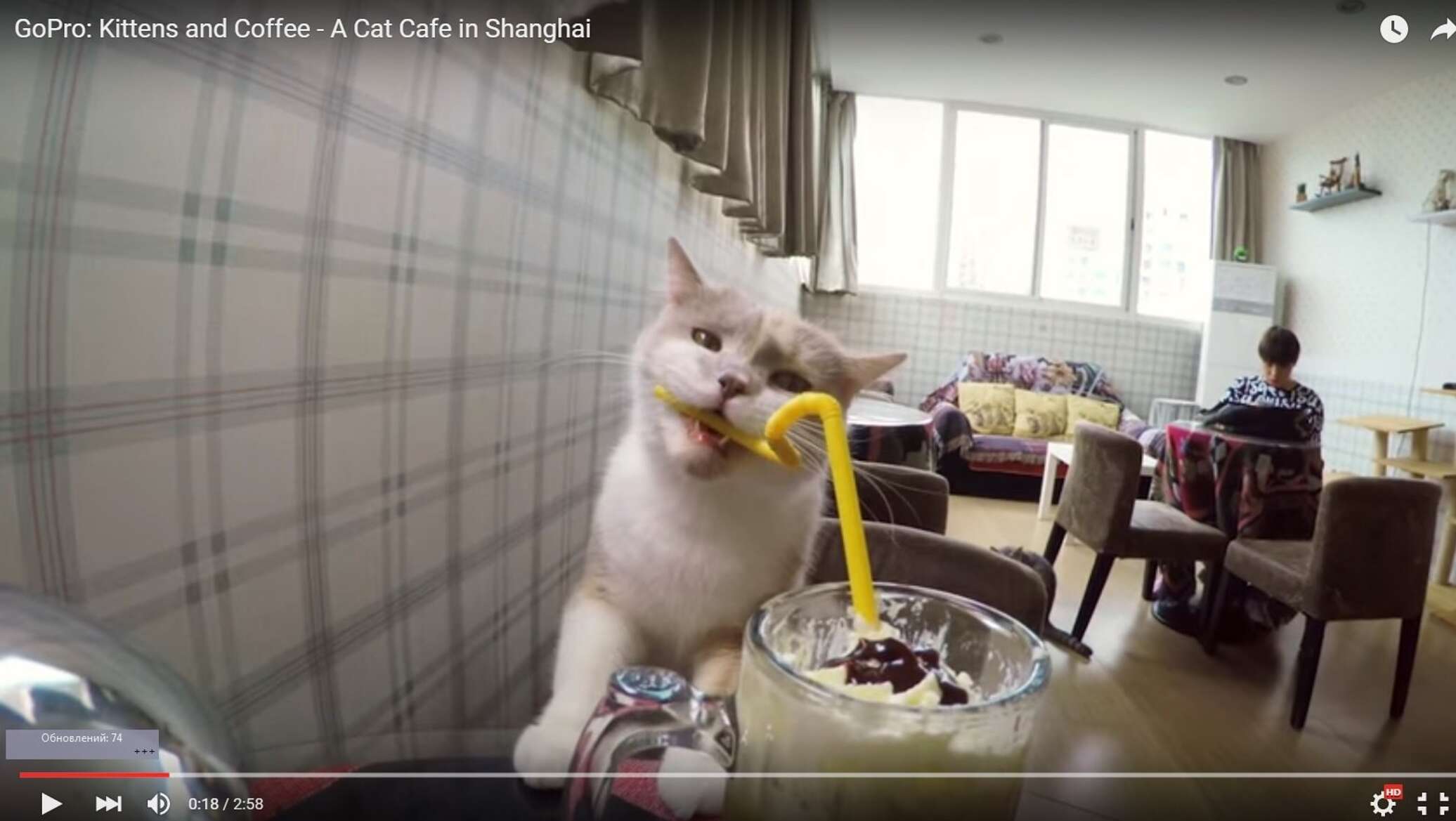 Включи коте ресторан. Кот в ресторане. Коты в ресторане. Кафе с котиками. Кафе для кошек Шанхай.
