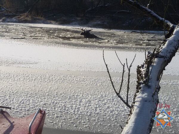 Лось, провалившийся под лед на реке Лесная на Брестчине - Sputnik Беларусь