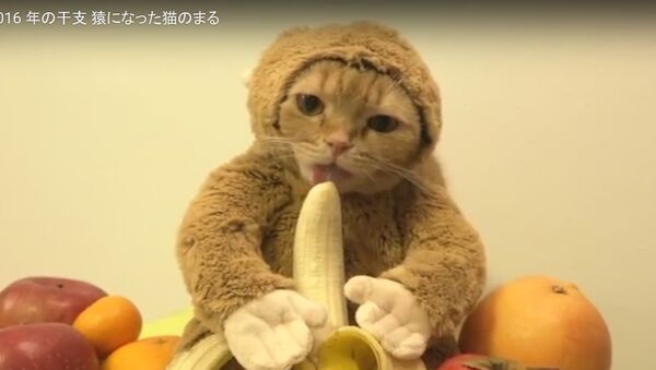Кот, грызущий банан - Sputnik Беларусь
