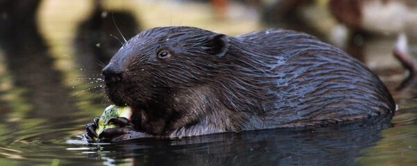 Бобер Бобер - Sputnik Беларусь