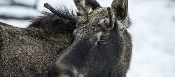 Лось - Sputnik Беларусь