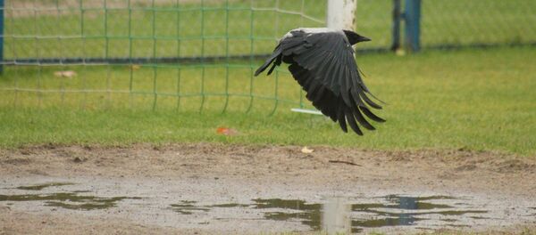 Ворон на футбольном стадионе - Sputnik Беларусь