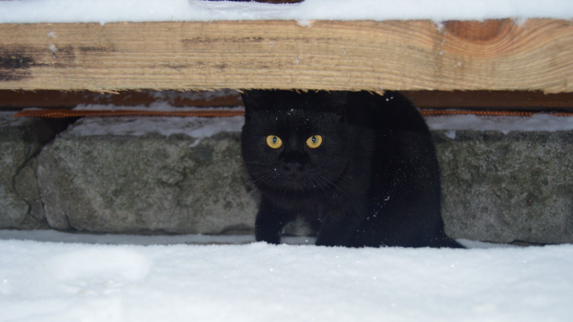 Кот прячется от снега - Sputnik Беларусь, 1920, 27.12.2021