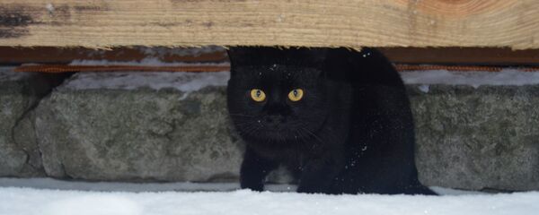 Кот прячется от снега - Sputnik Беларусь