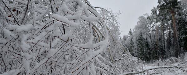 Ледяной дождь в Беларуси - Sputnik Беларусь