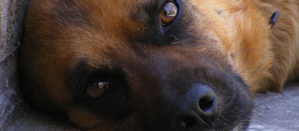 Собака - Sputnik Беларусь