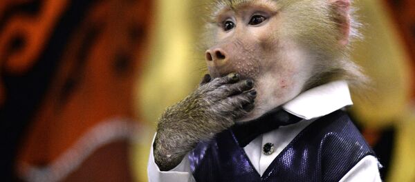 Обезьяна во время выступления - Sputnik Беларусь