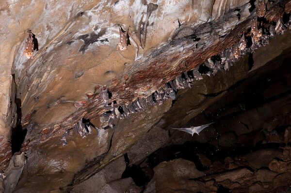 Летучие мыши в пещере - Sputnik Беларусь