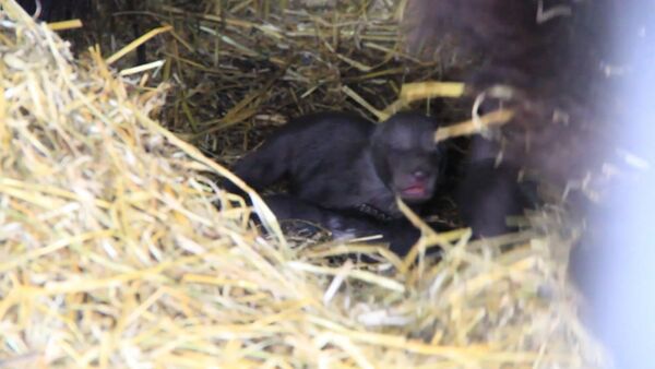 Спутник_Пятерых новорожденных медвежат из зоопарка в Уфе впервые показали публике - Sputnik Беларусь