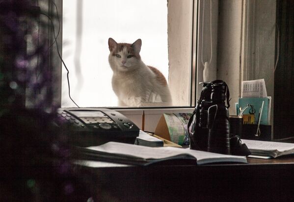 Кот на спасательной станции - Sputnik Беларусь
