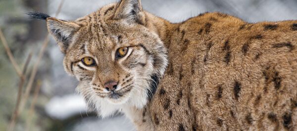 Рысь - Sputnik Беларусь