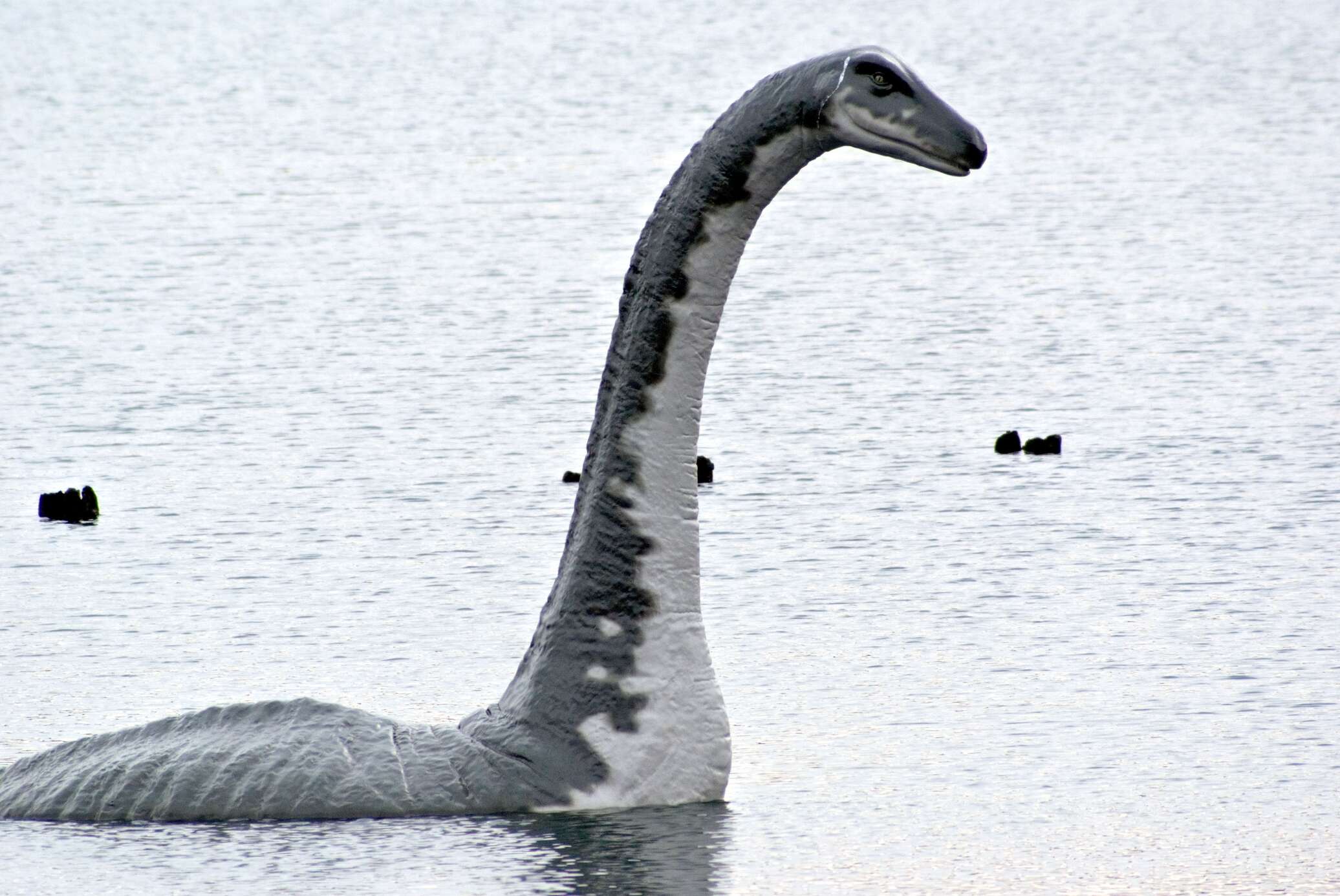 The loch ness monster has a. Несси Лохнесское чудовище. Озеро Лохнесс и Лохнесское чудовище. Плезиозавр Несси.