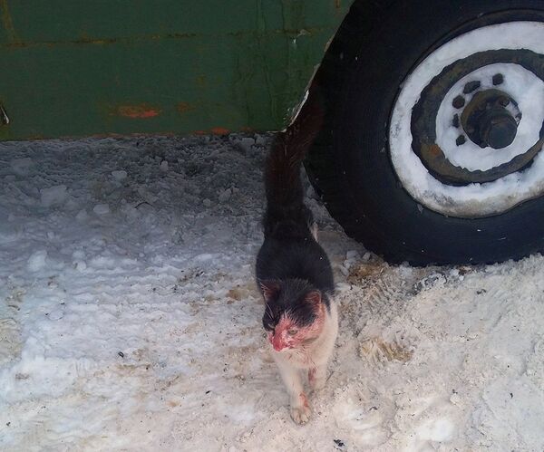 Кот, благодаря которому задержали браконьеров - Sputnik Беларусь