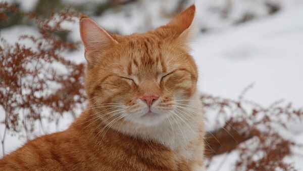Кот зимой - Sputnik Беларусь