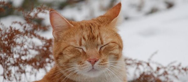 Кот зимой - Sputnik Беларусь