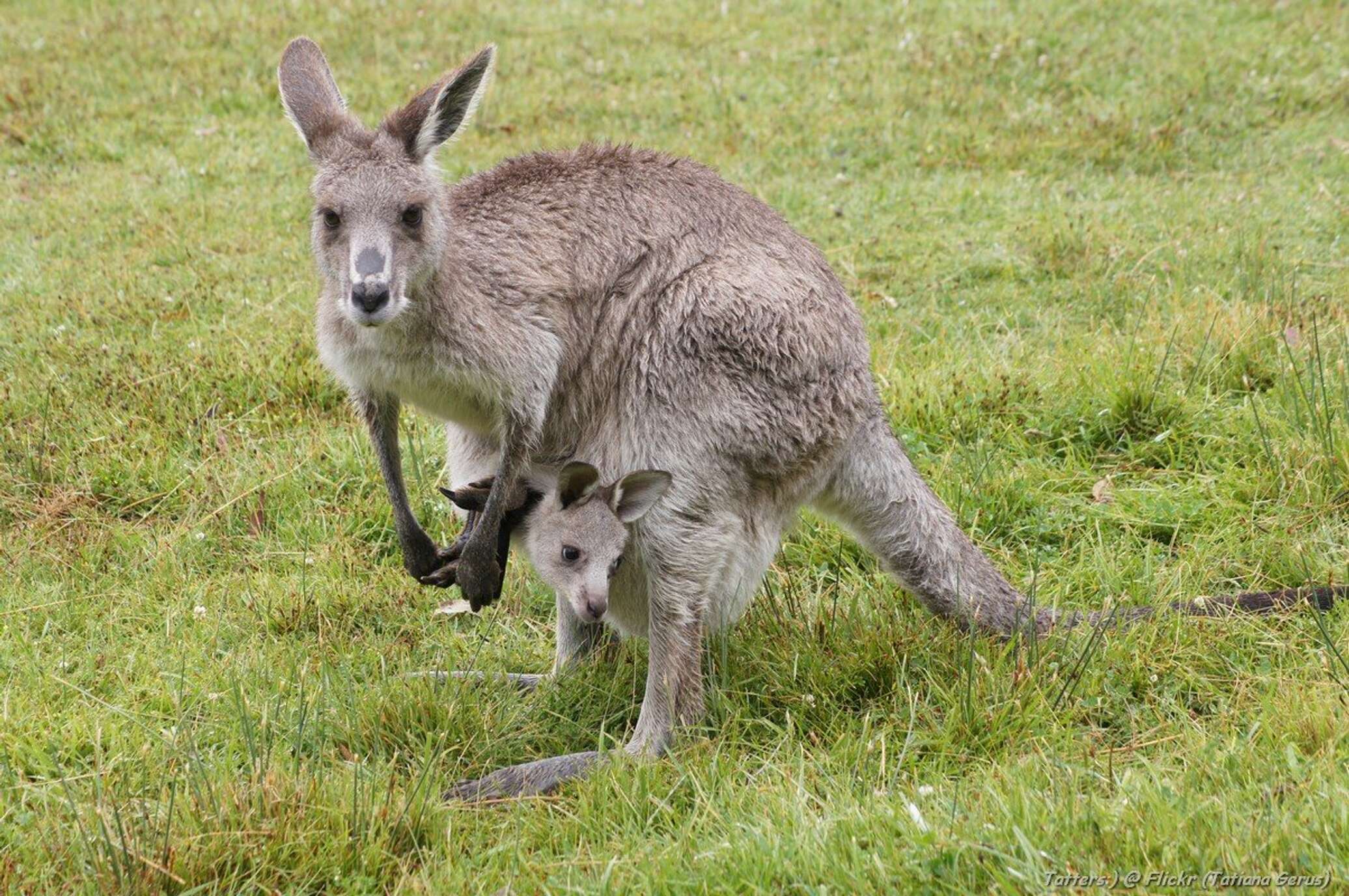 Кенгуру с детенышем Австралии