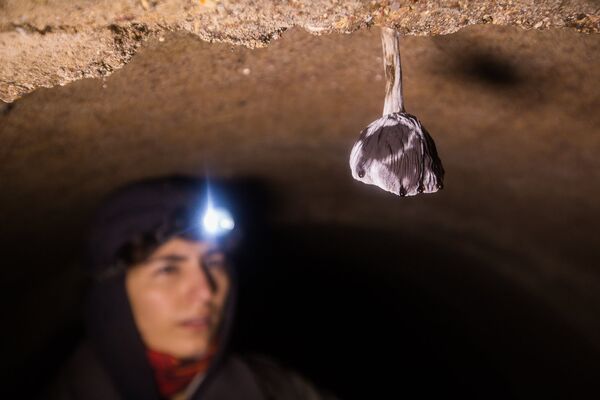 Грибы в минском подземелье растут шляпками вниз - Sputnik Беларусь