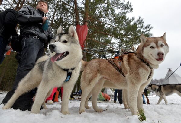 Собаки с хозяином - Sputnik Беларусь