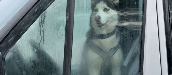 Сабака ў машыне падчас дажджу - Sputnik Беларусь