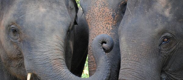 Слоны в Таиланде - Sputnik Беларусь