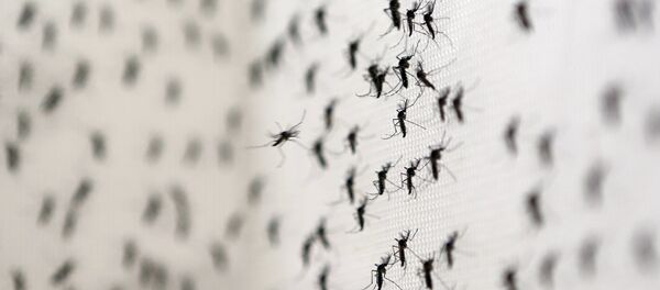 Комары - переносчики вируса Зика - Sputnik Беларусь