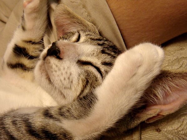 Пракрастынацыя Пракрастынацыя - Sputnik Беларусь