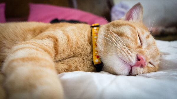 Коцік Коцік - Sputnik Беларусь