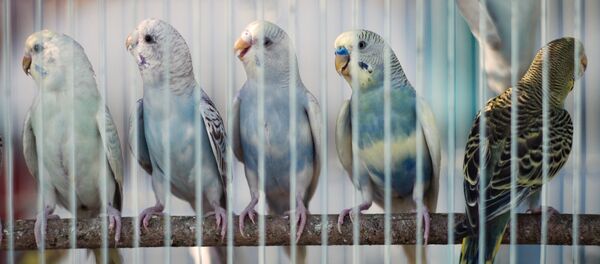 Волнистые попугаи - Sputnik Беларусь