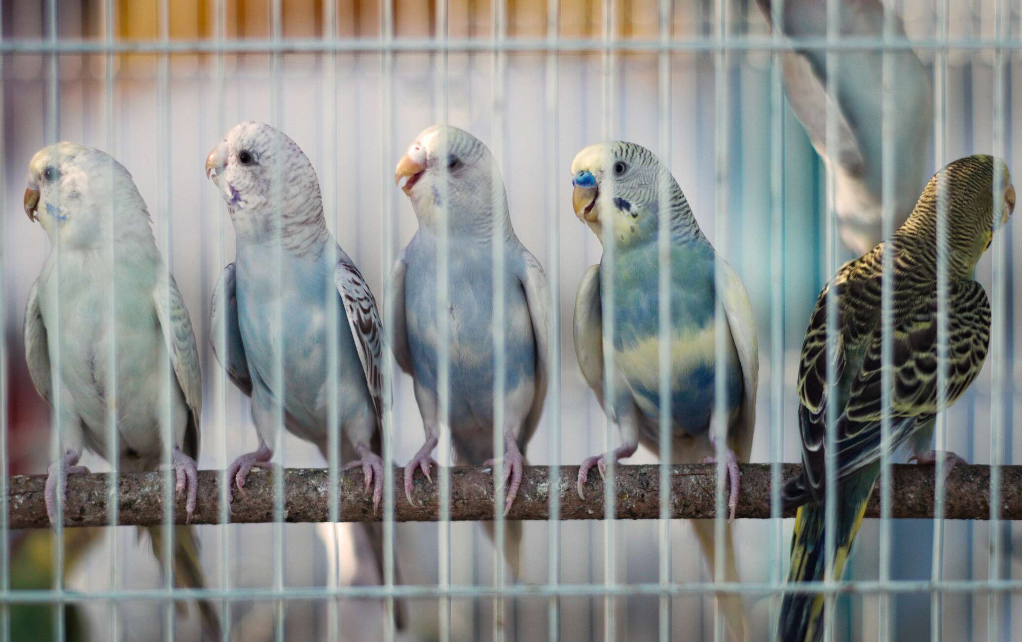 Сколько лет живут попугаи в домашних условиях