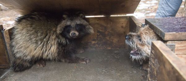 Енот и собака Енот и собака - Sputnik Беларусь