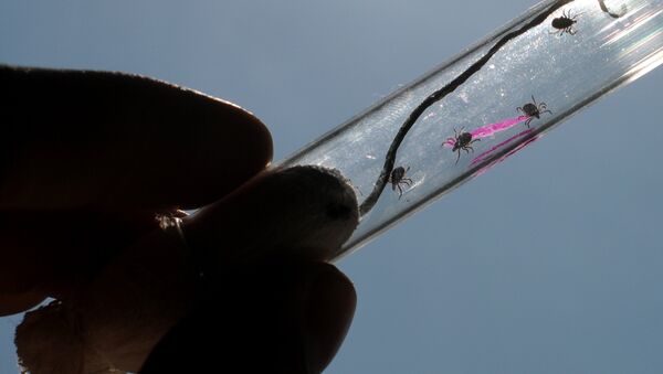 Исследование клещей в паразитологической лаборатории - Sputnik Беларусь