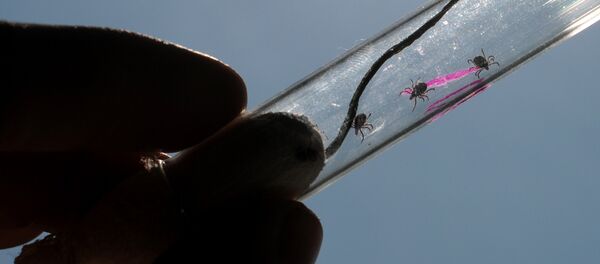 Исследование клещей в паразитологической лаборатории - Sputnik Беларусь