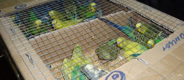 Попугаи - Sputnik Беларусь