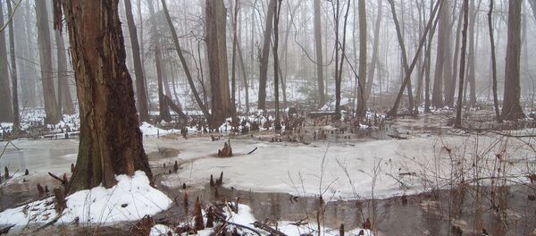 Болото зимой - Sputnik Беларусь