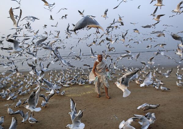 Индиец кормит чаек на побережье Аравийского моря в Мумбаи - Sputnik Беларусь