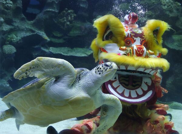 Подводный танец льва в честь Нового года в аквариуме в Куала-Лумпур, Малайзия - Sputnik Беларусь
