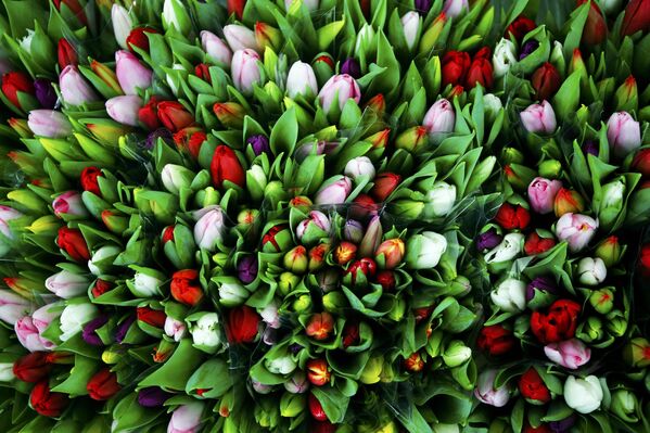 Тюльпаны в День Святого Валентина на цветочном рынке в Вене - Sputnik Беларусь